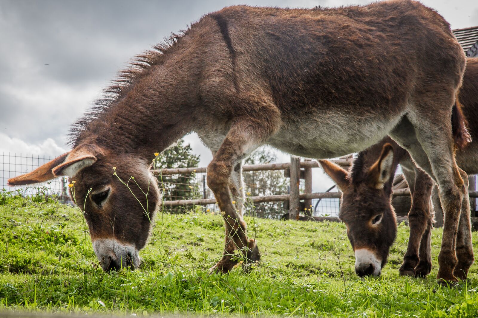 Canon EF 24-105mm F4L IS USM sample photo. Donkey, livestock, beast of photography