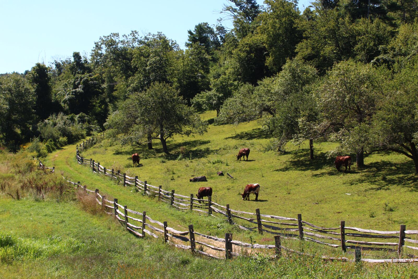 Canon EOS 600D (Rebel EOS T3i / EOS Kiss X5) sample photo. Cows, cattle, pasture photography