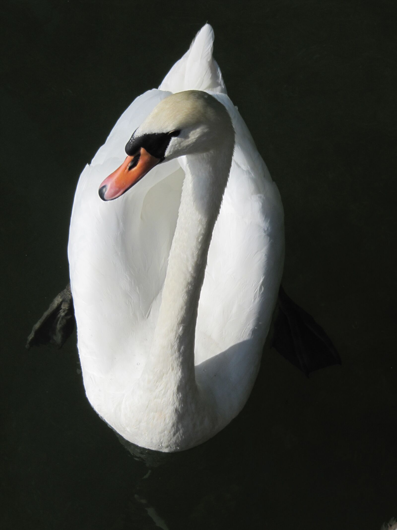 Canon PowerShot SX200 IS sample photo. Swan, white, water photography