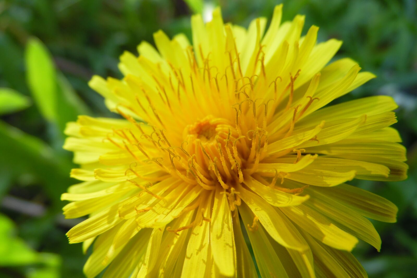 Samsung WB1100F/WB1101F/WB1102F sample photo. Yellow, dandelion, flower photography
