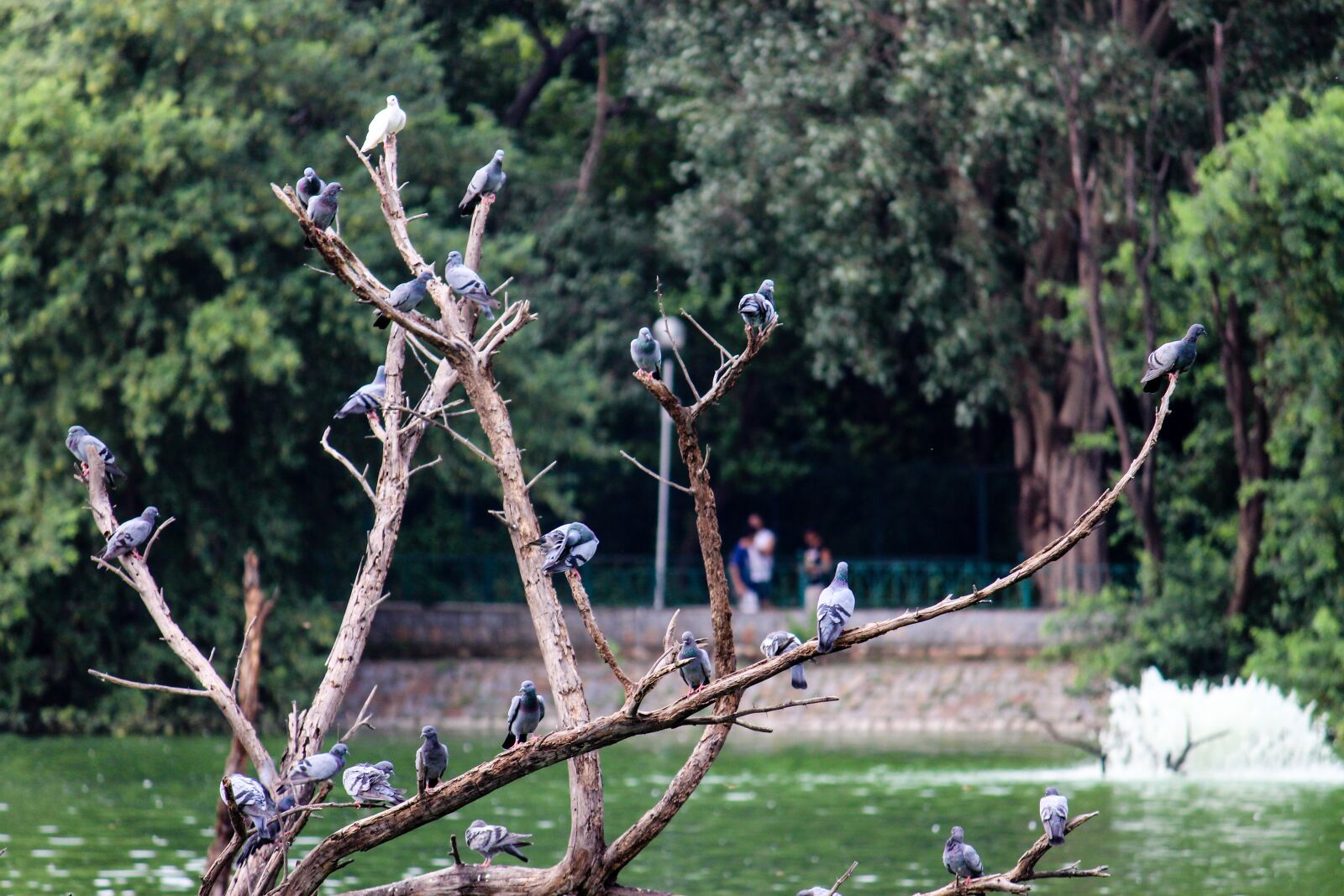 Canon EOS 700D (EOS Rebel T5i / EOS Kiss X7i) sample photo. Birds, pigeons, tree photography
