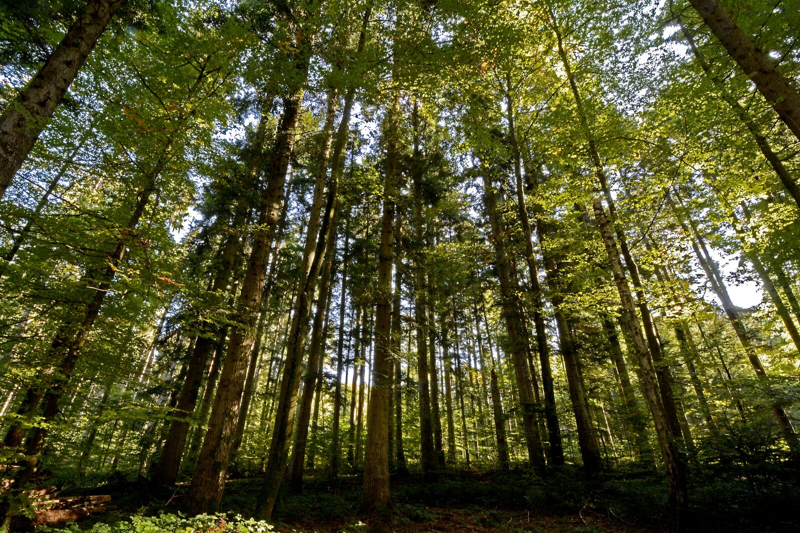 Nikon D7100 sample photo. Trees, forest, nature photography