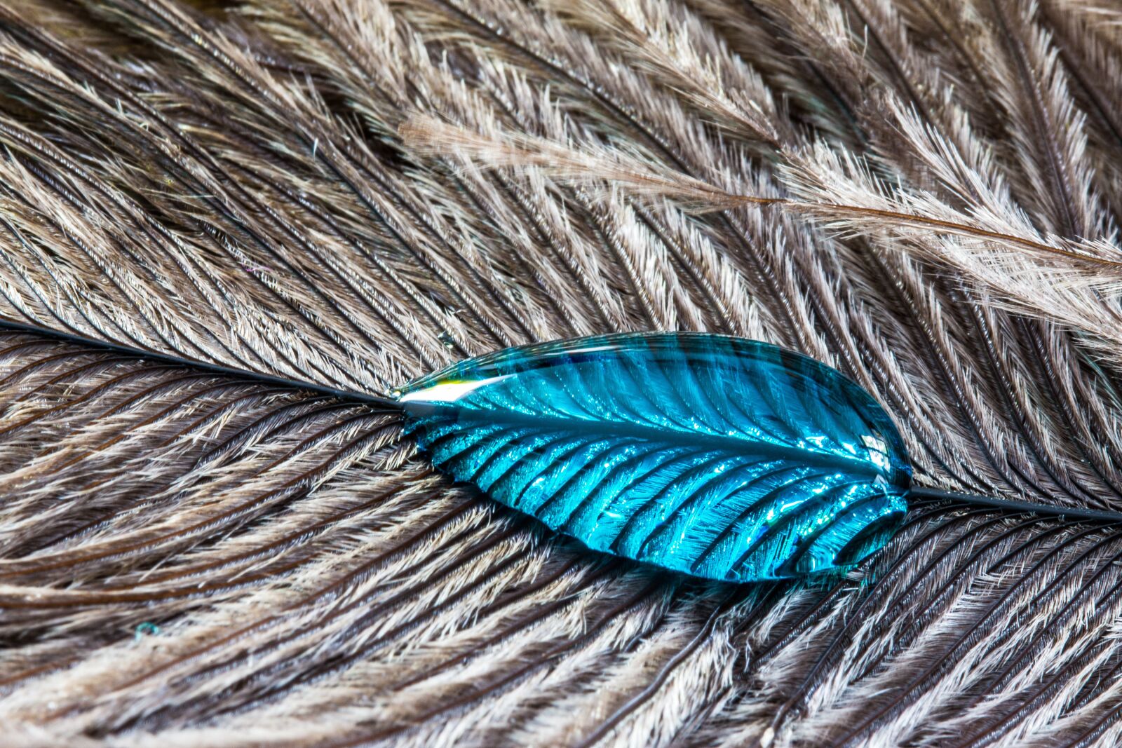 Canon EOS 70D sample photo. Ostrich feather, drip, feather photography