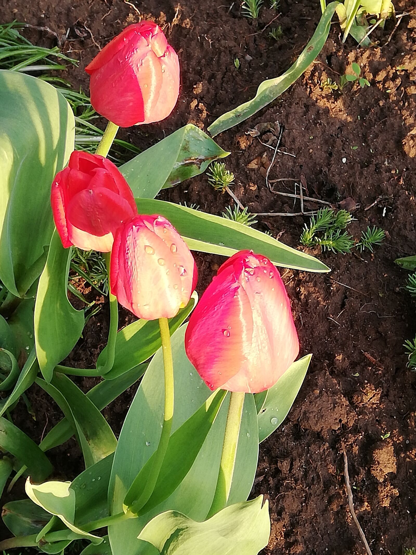 HUAWEI P20 lite sample photo. Tulips, flowers, day photography
