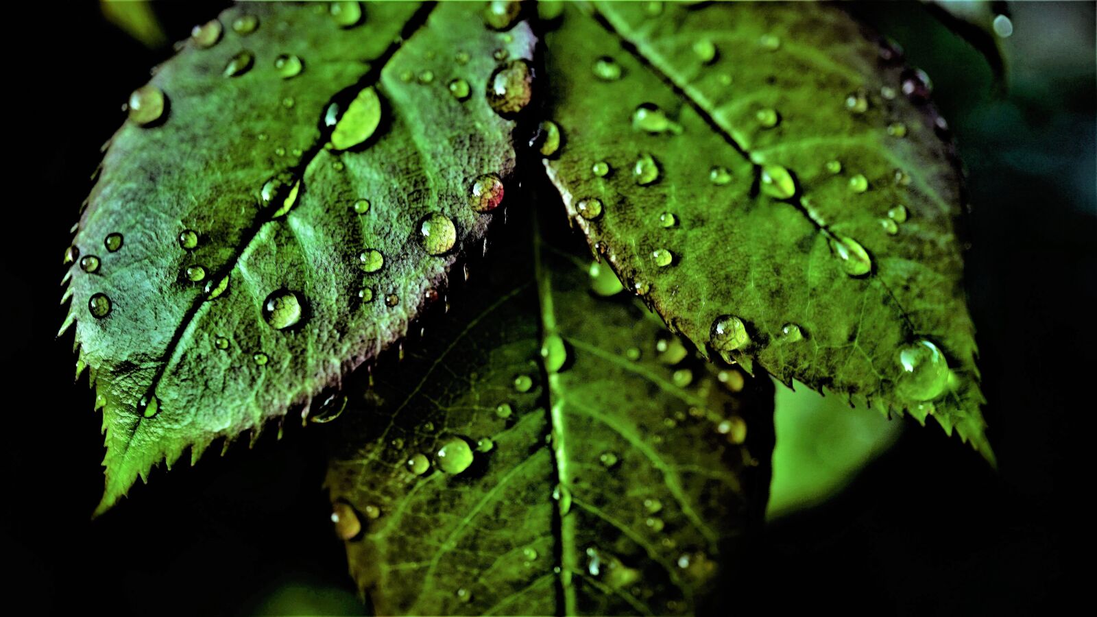 Sony a6000 + Sony E 30mm F3.5 Macro sample photo. Leaves, green, chlorophyll photography