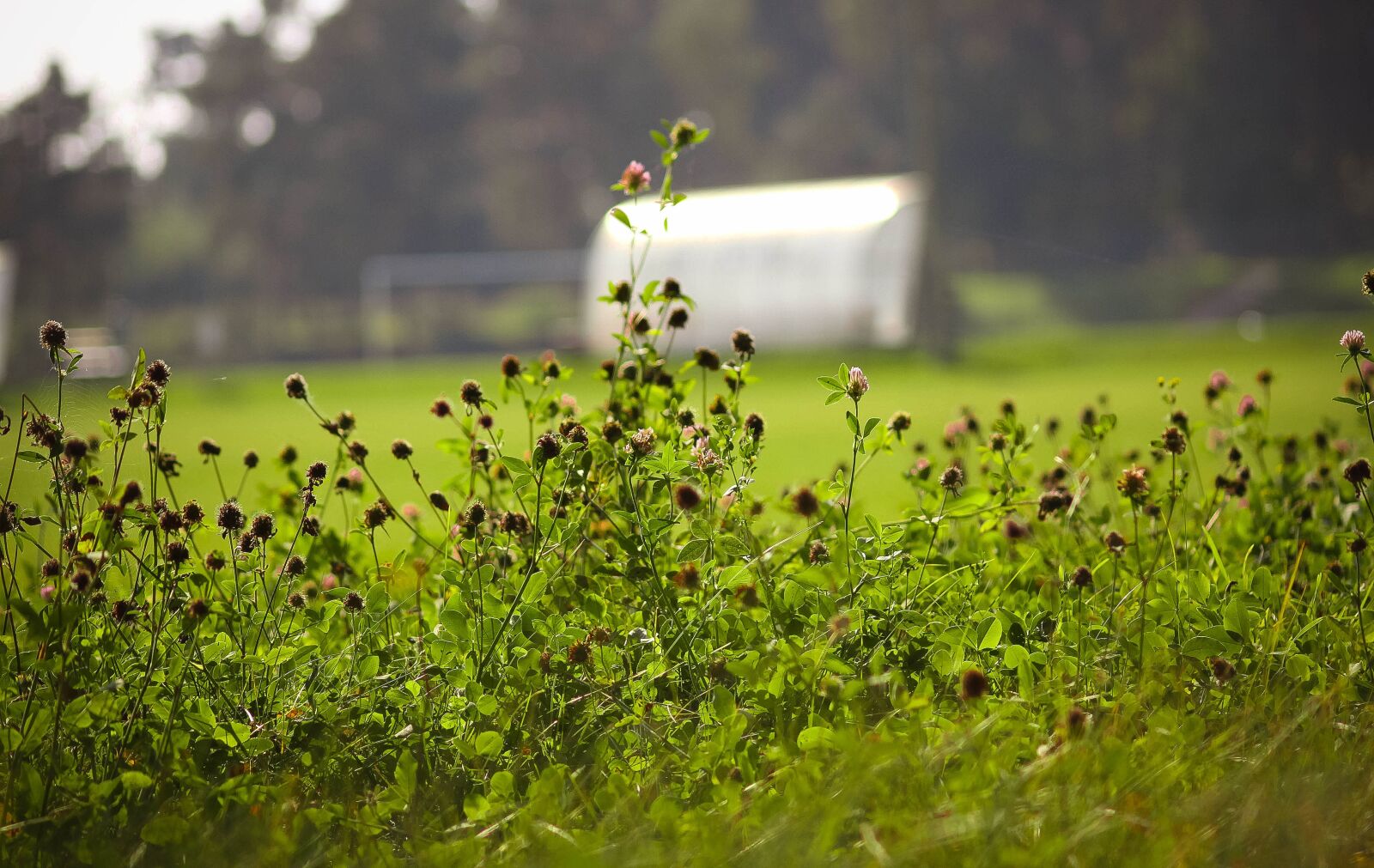 Canon EOS 50D sample photo. The sun, grass, meadow photography