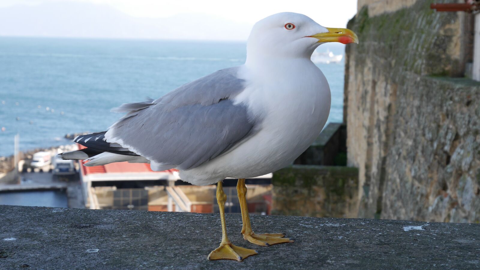 Panasonic Lumix DMC-GF7 sample photo. Bird, seagull, naples photography