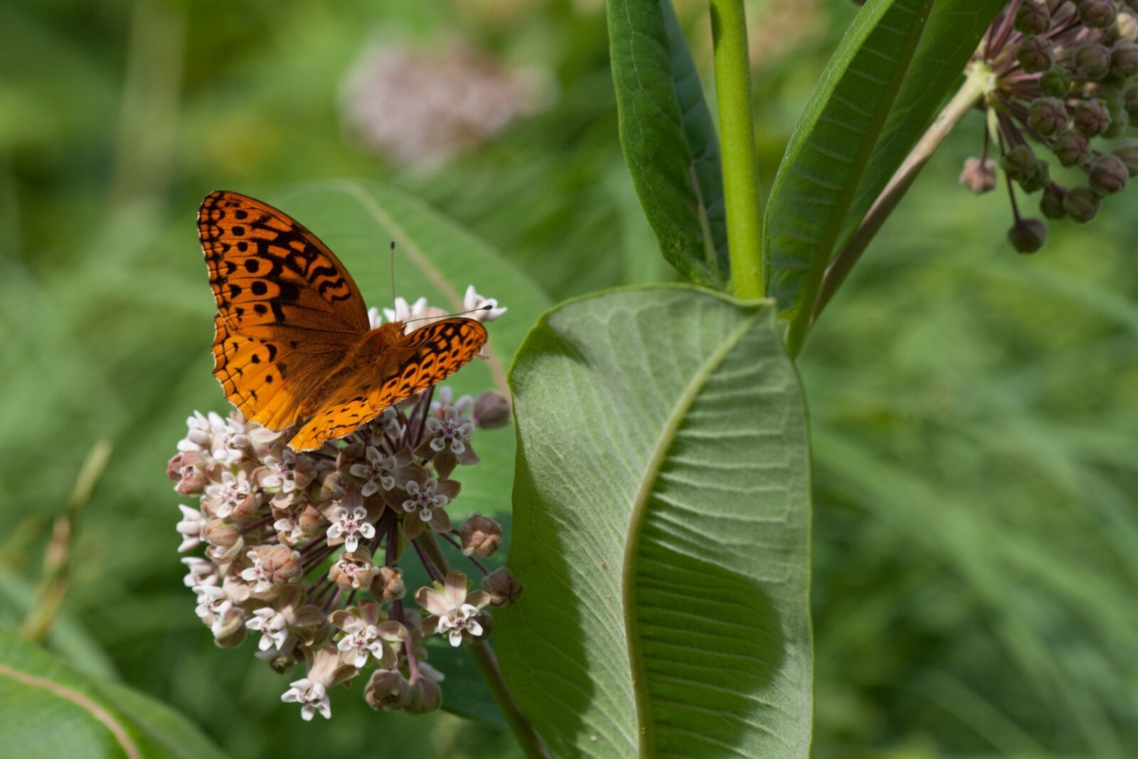 Canon EF 180mm F3.5L Macro USM sample photo. Great spangled fritillary, butterfly photography