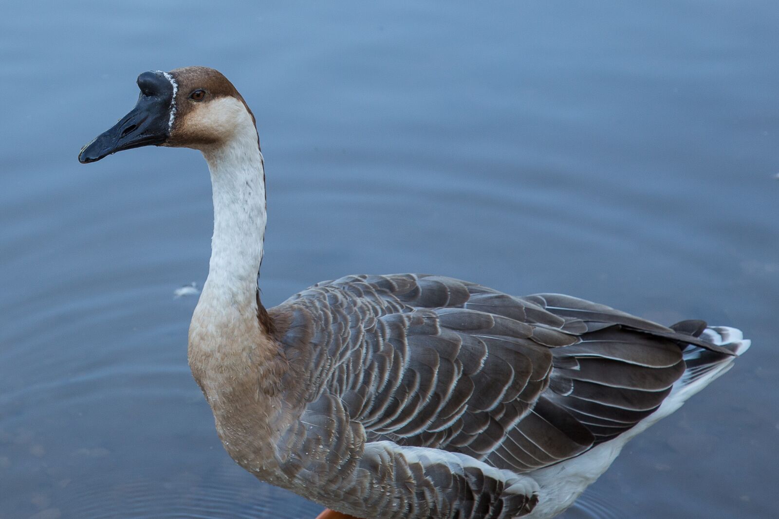 Canon EF 24-105mm F4L IS USM sample photo. Goose, h cker goose photography