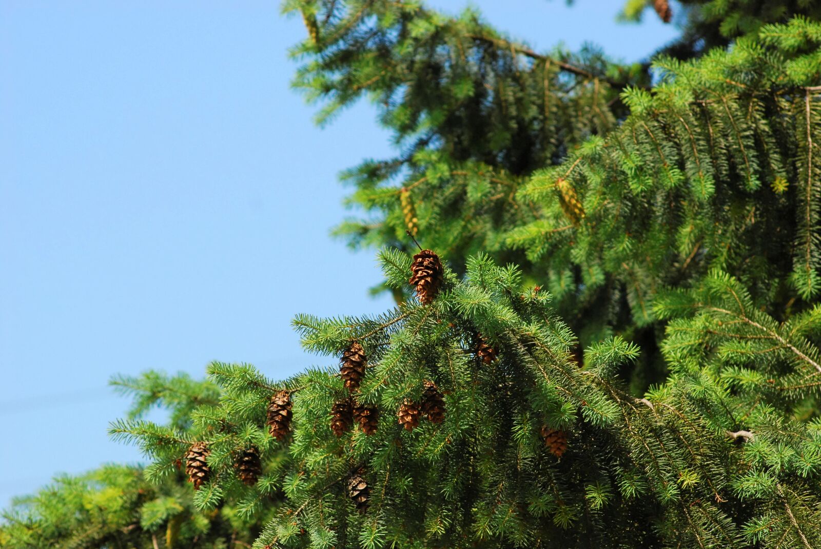 Nikon D80 sample photo. Tree, green, sky photography