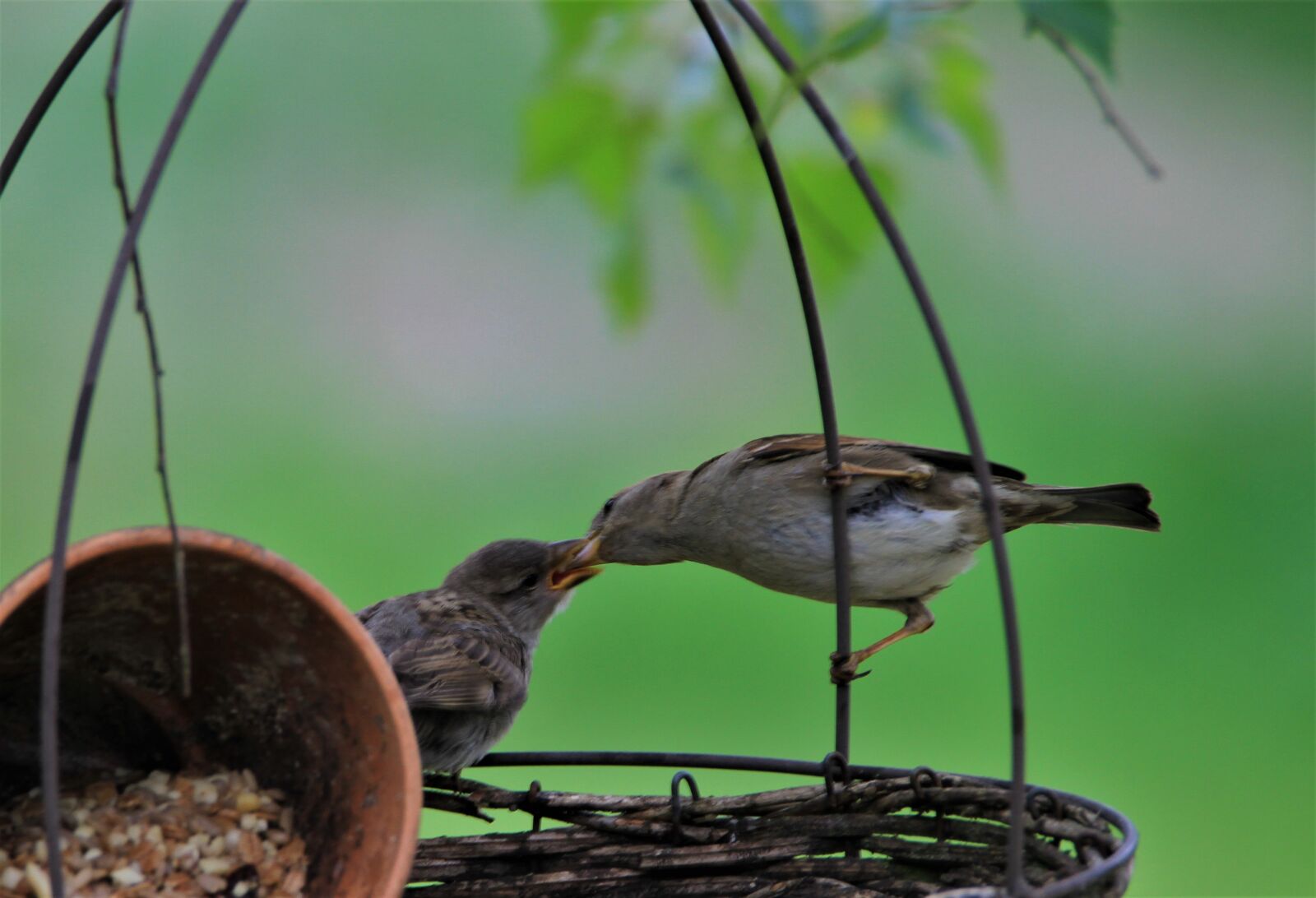 Tamron SP 150-600mm F5-6.3 Di VC USD sample photo. Sparrow, songbird, bird photography