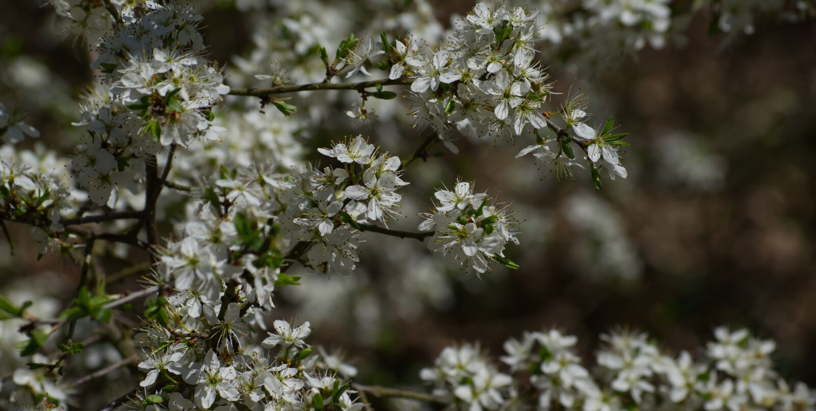 Nikon D5500 sample photo. Blossom, bloom, white photography