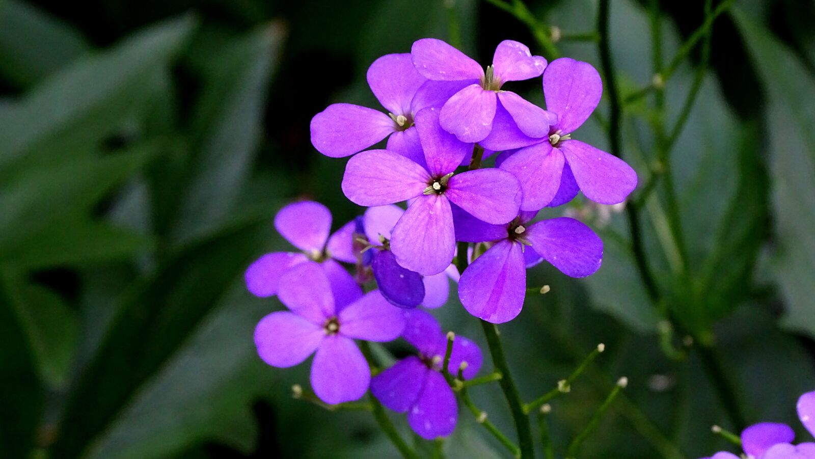 Sony DSC-HX400 sample photo. Flowers, purple, bloom photography
