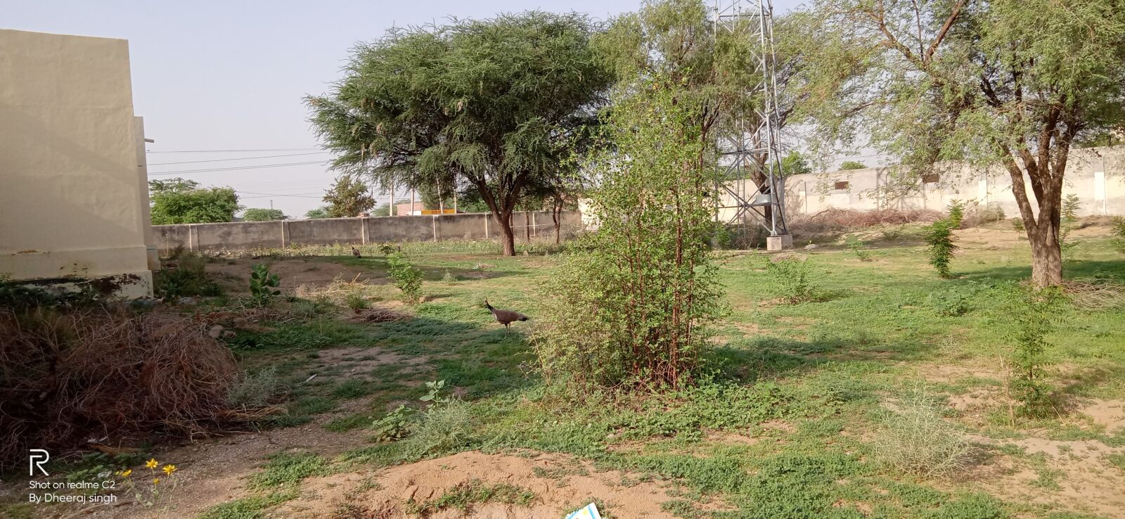 Realme C2 sample photo. Trees, green, nature photography