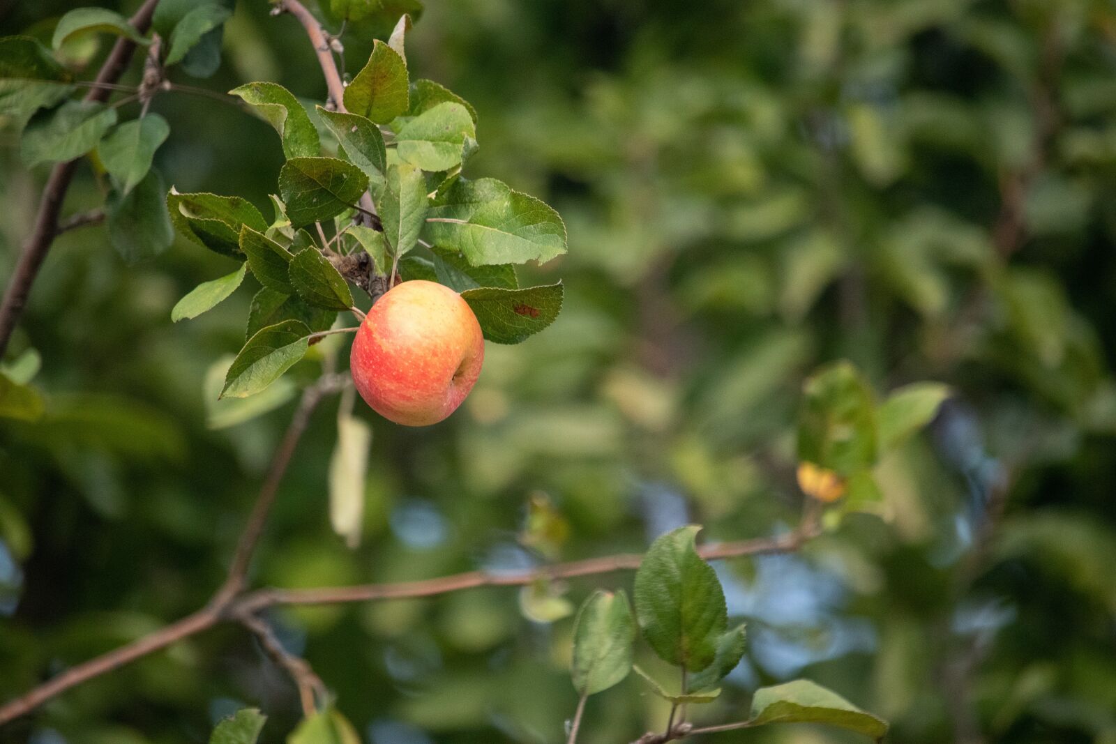 Canon EOS M100 sample photo. Apple, nature, plant photography