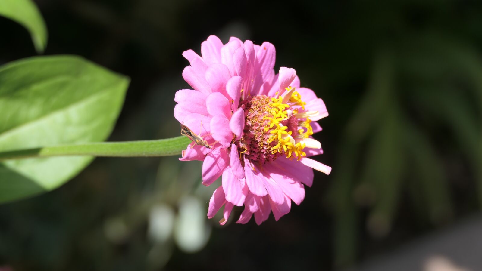 Panasonic DC-FZ10002 sample photo. Zinnia, pink zinnia, flower photography