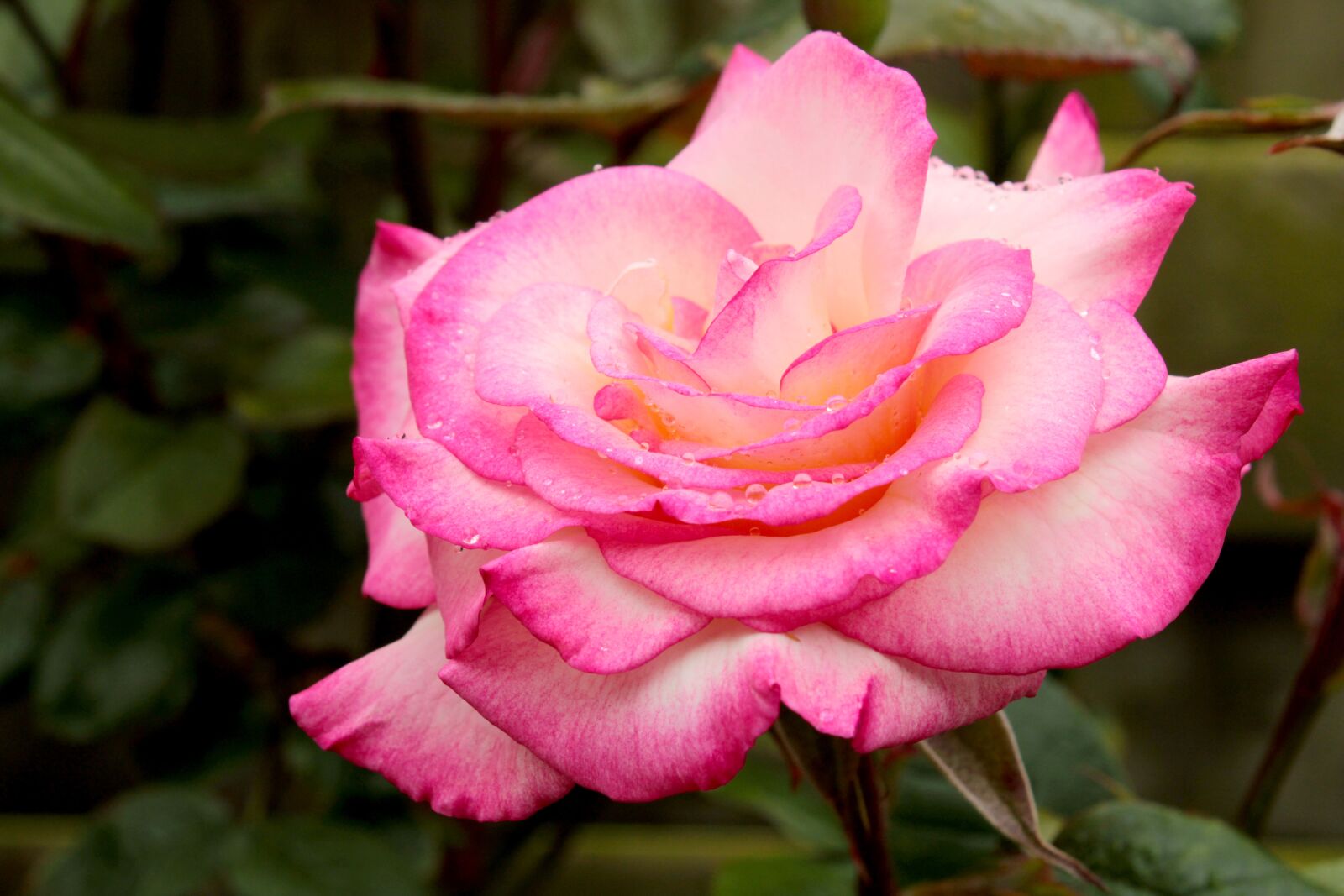 Canon EOS 2000D (EOS Rebel T7 / EOS Kiss X90 / EOS 1500D) sample photo. Pink rose, bicolor rose photography