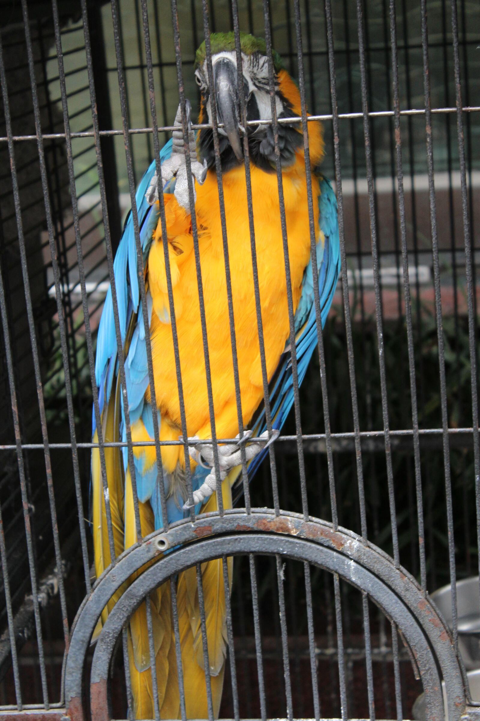 Canon EOS 1200D (EOS Rebel T5 / EOS Kiss X70 / EOS Hi) sample photo. Parrot, macaw, species photography