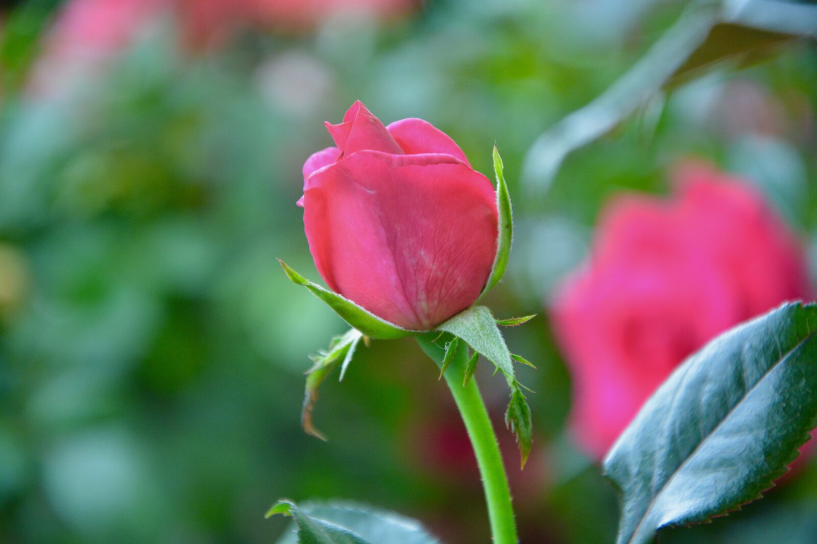 Nikon D5200 sample photo. Flower, pink, rose bud photography