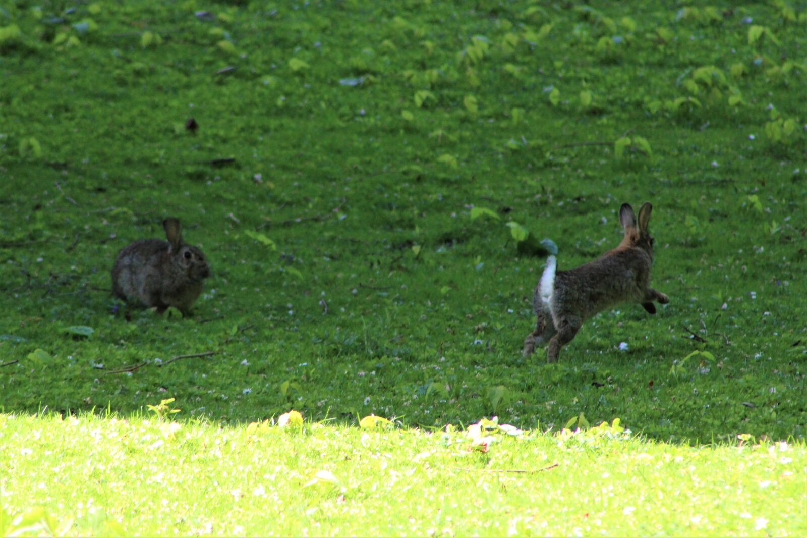 Canon EF75-300mm f/4-5.6 sample photo. Hare, rabbit, easter photography