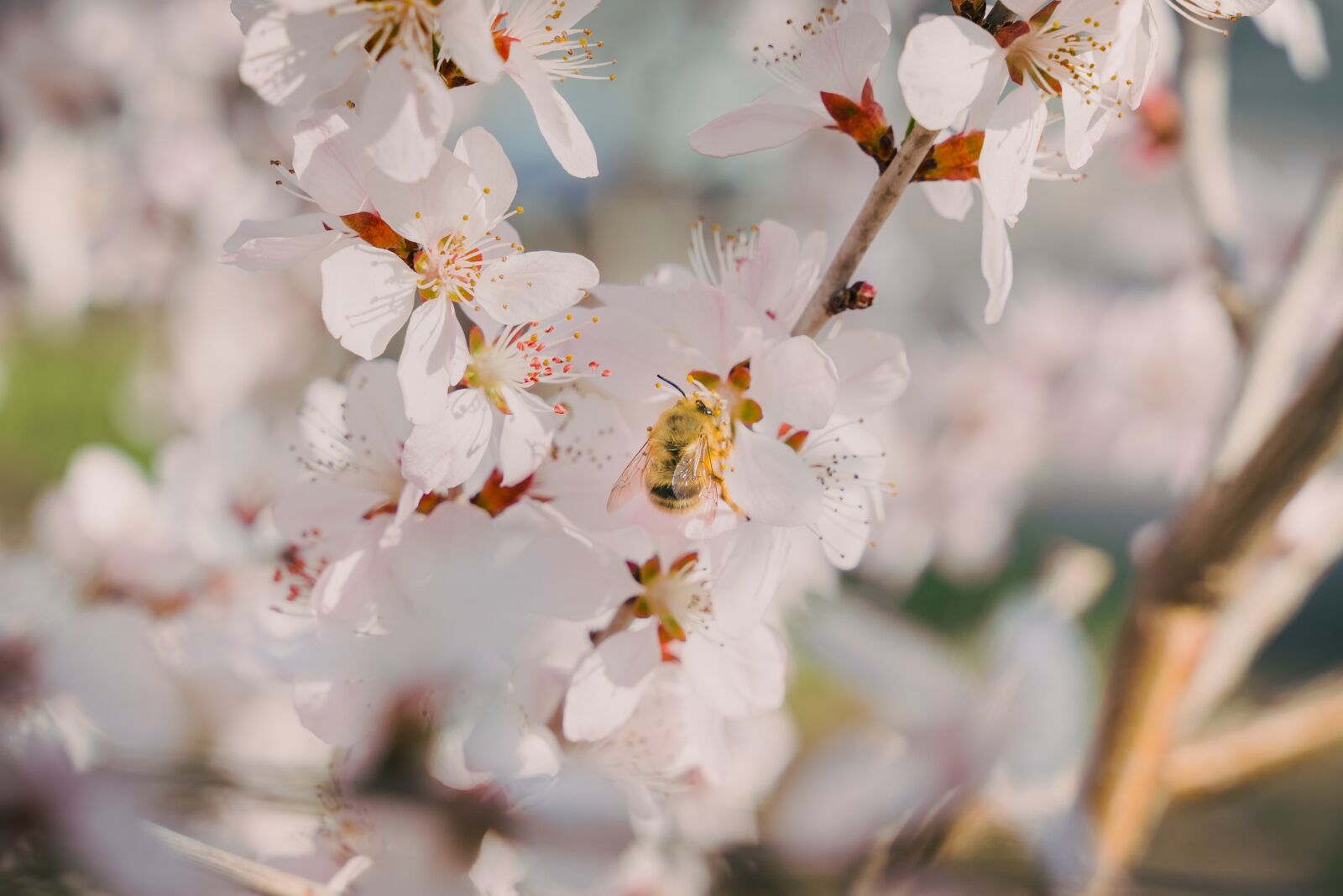 Sony a7 III + Tamron 28-75mm F2.8 Di III RXD sample photo. Spring, close-up, bee photography