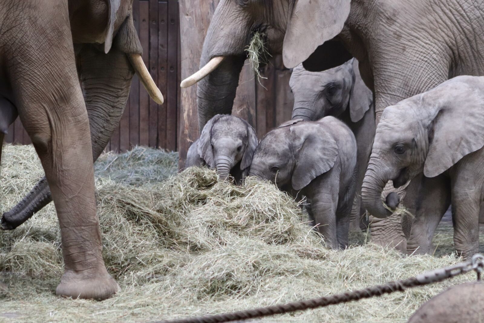 Canon EOS 800D (EOS Rebel T7i / EOS Kiss X9i) sample photo. Elephant, african, baby elephant photography