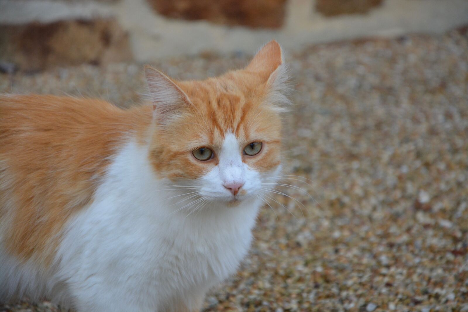 Nikon D5200 sample photo. Cat, look, green eyes photography