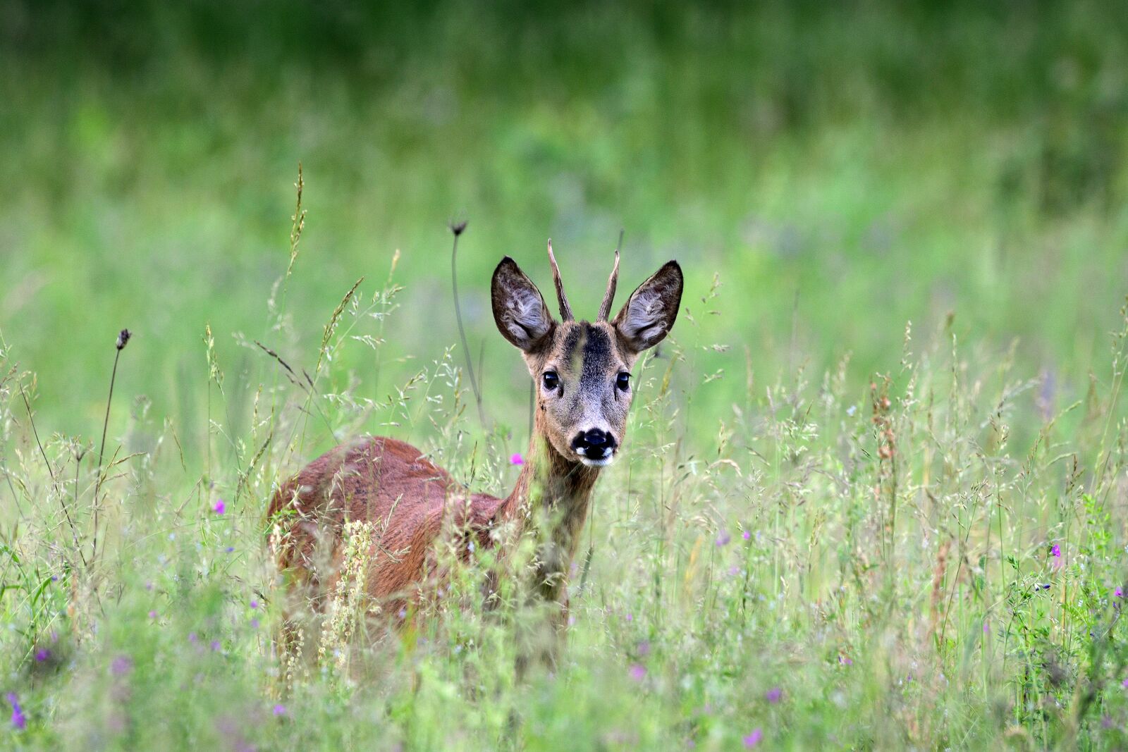 Nikon D3400 sample photo. The deer, goat, nature photography