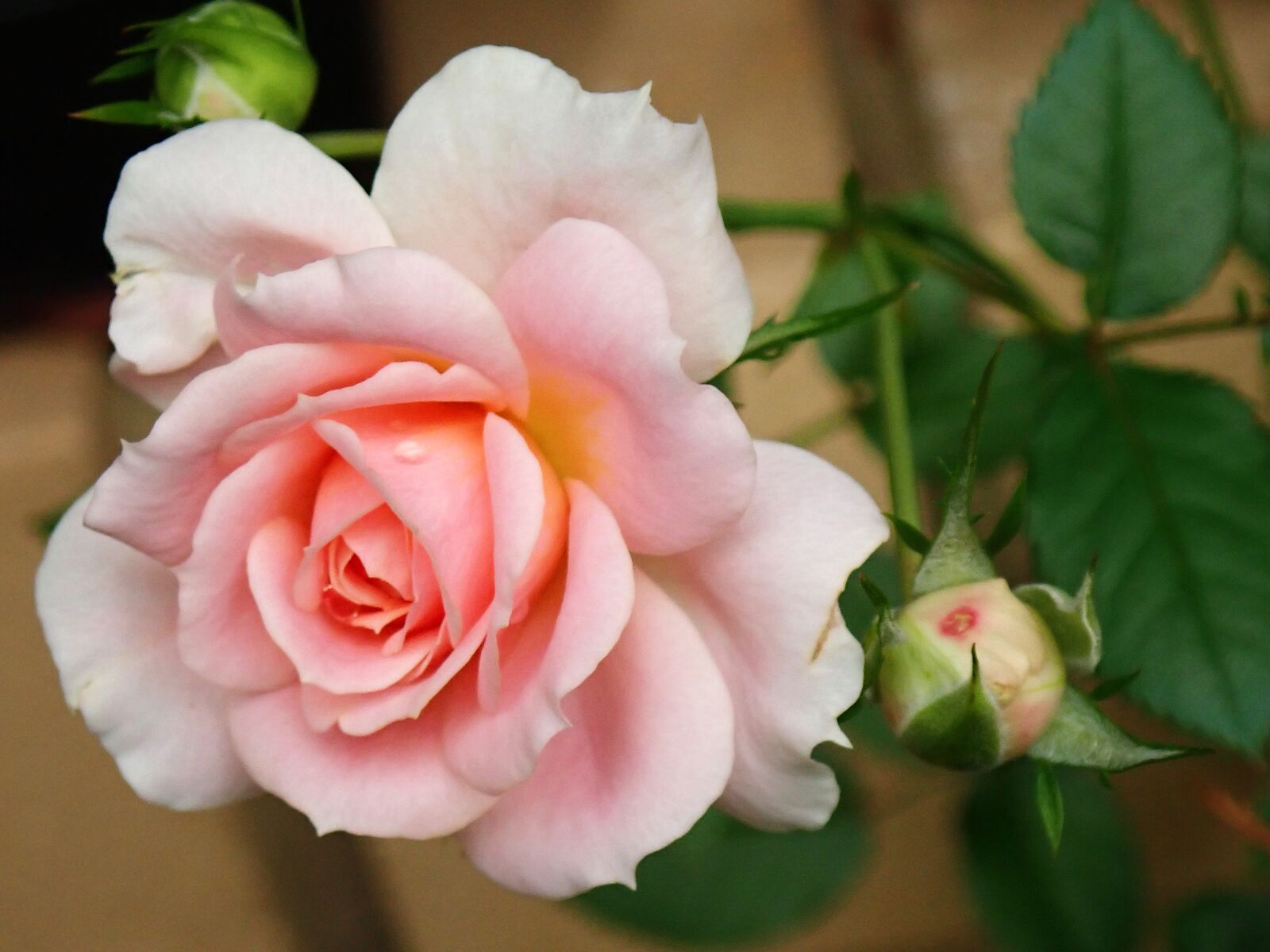 Olympus TG-5 sample photo. Flower, rose, autumn photography