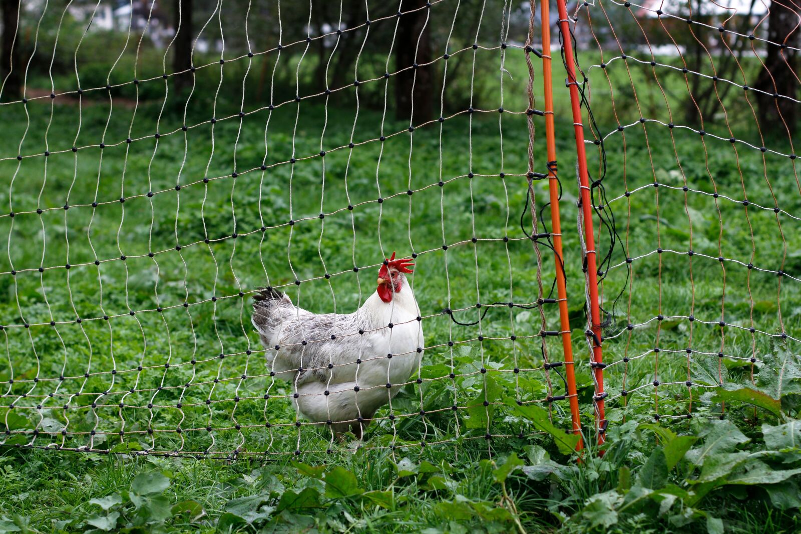 Canon EOS 60D + Canon EF 50mm F1.4 USM sample photo. Bio, chicken, permaculture photography