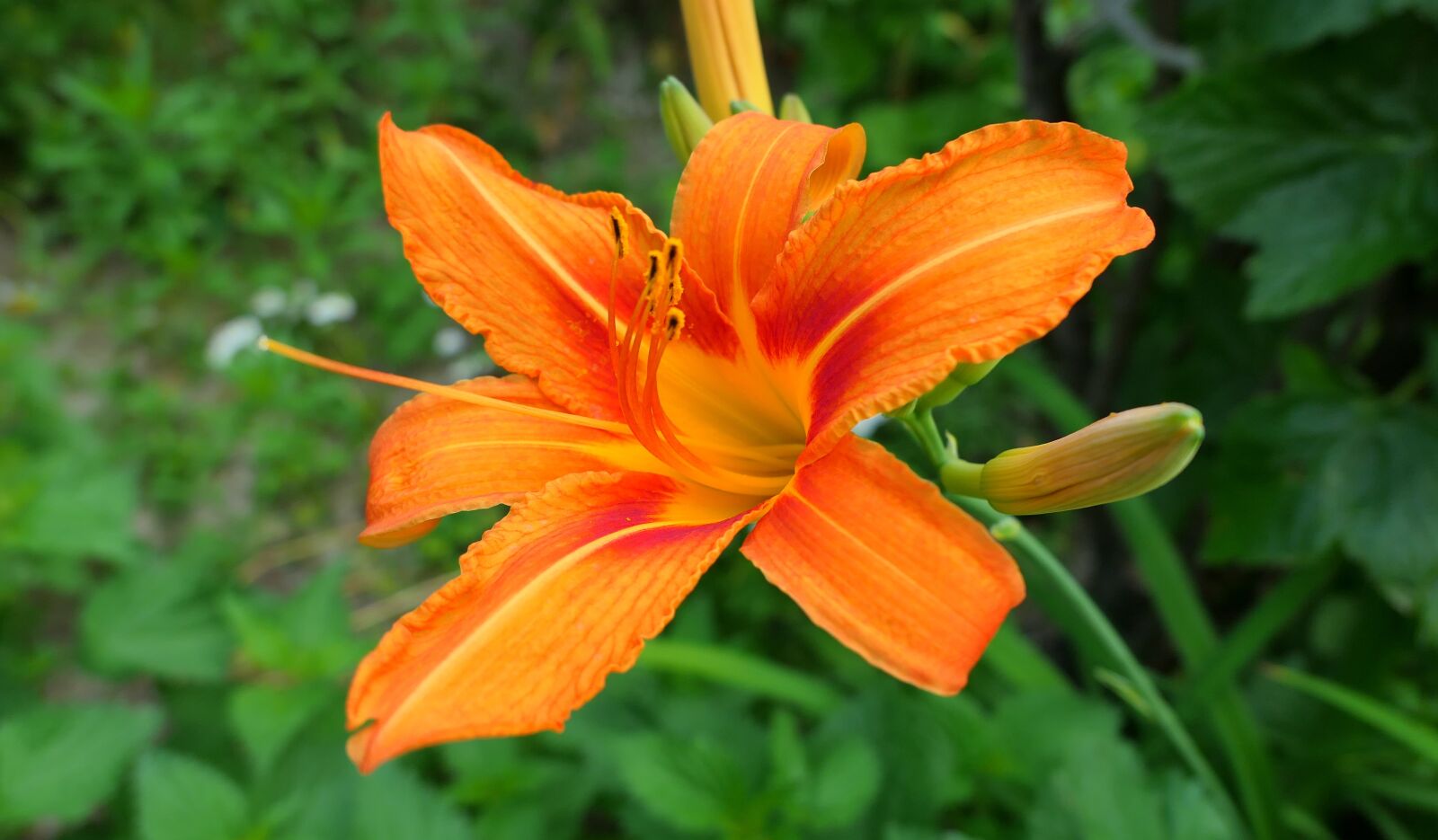 Panasonic Lumix DMC-LX10 (Lumix DMC-LX15) sample photo. Daylilies, lily, flower photography