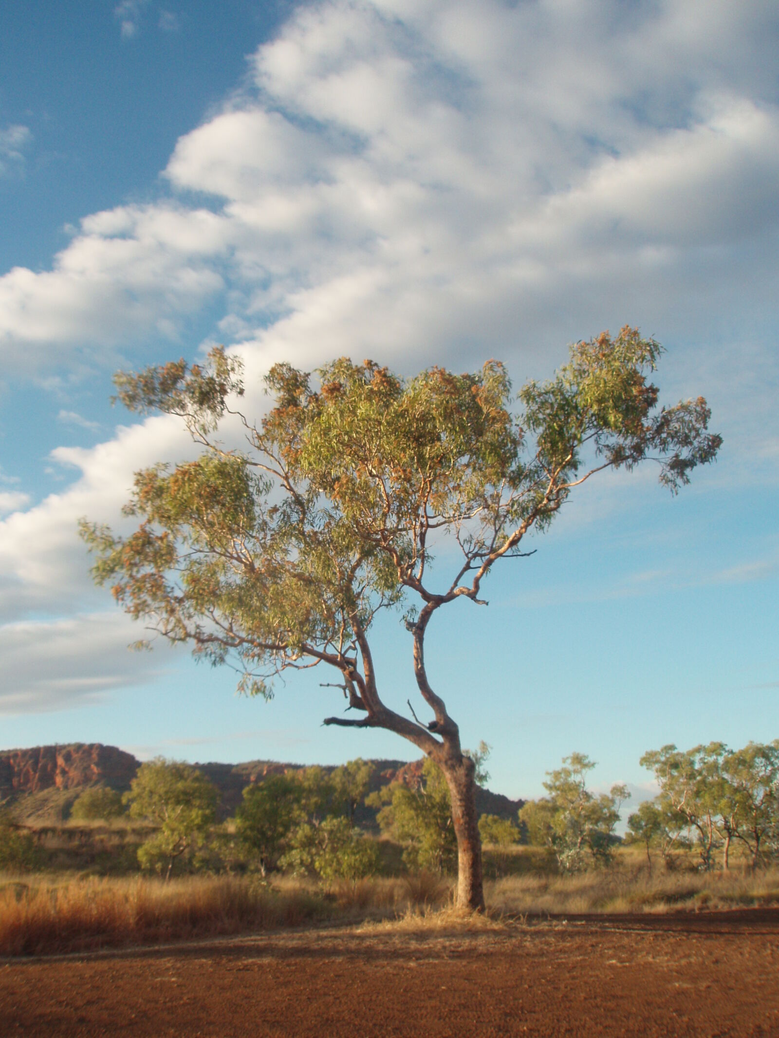 Olympus u750,S750 sample photo. Landscape, outback, sky, tree photography