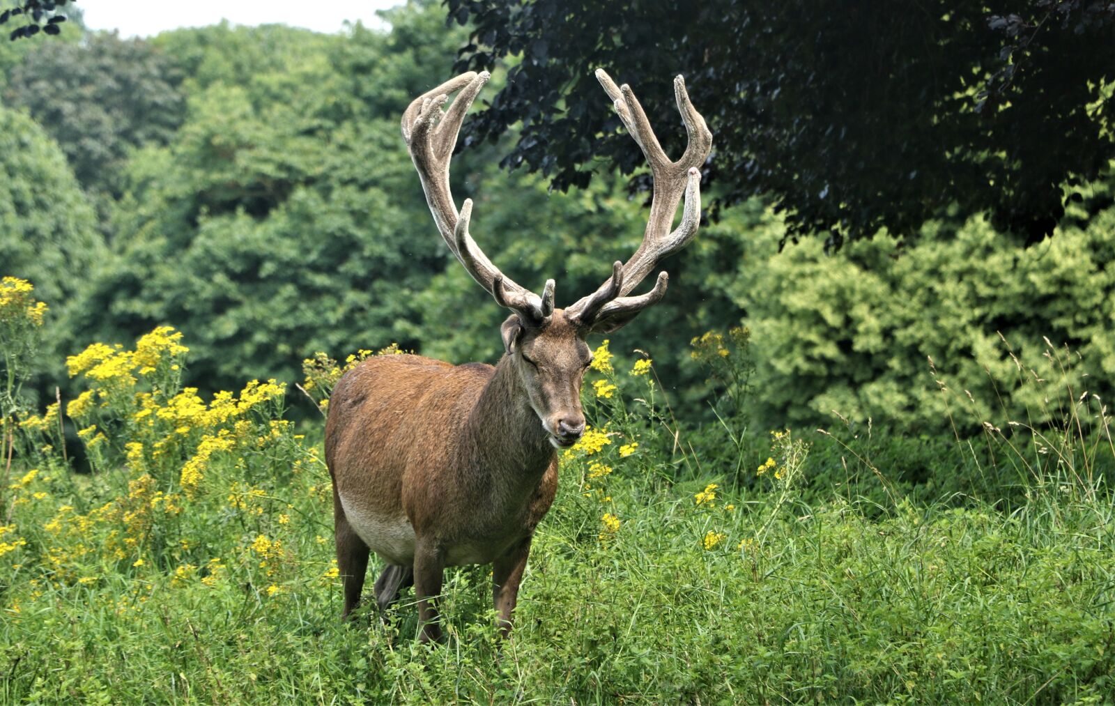 Canon EOS 7D Mark II + Canon EF-S 18-135mm F3.5-5.6 IS STM sample photo. Animal, antlers, deer photography