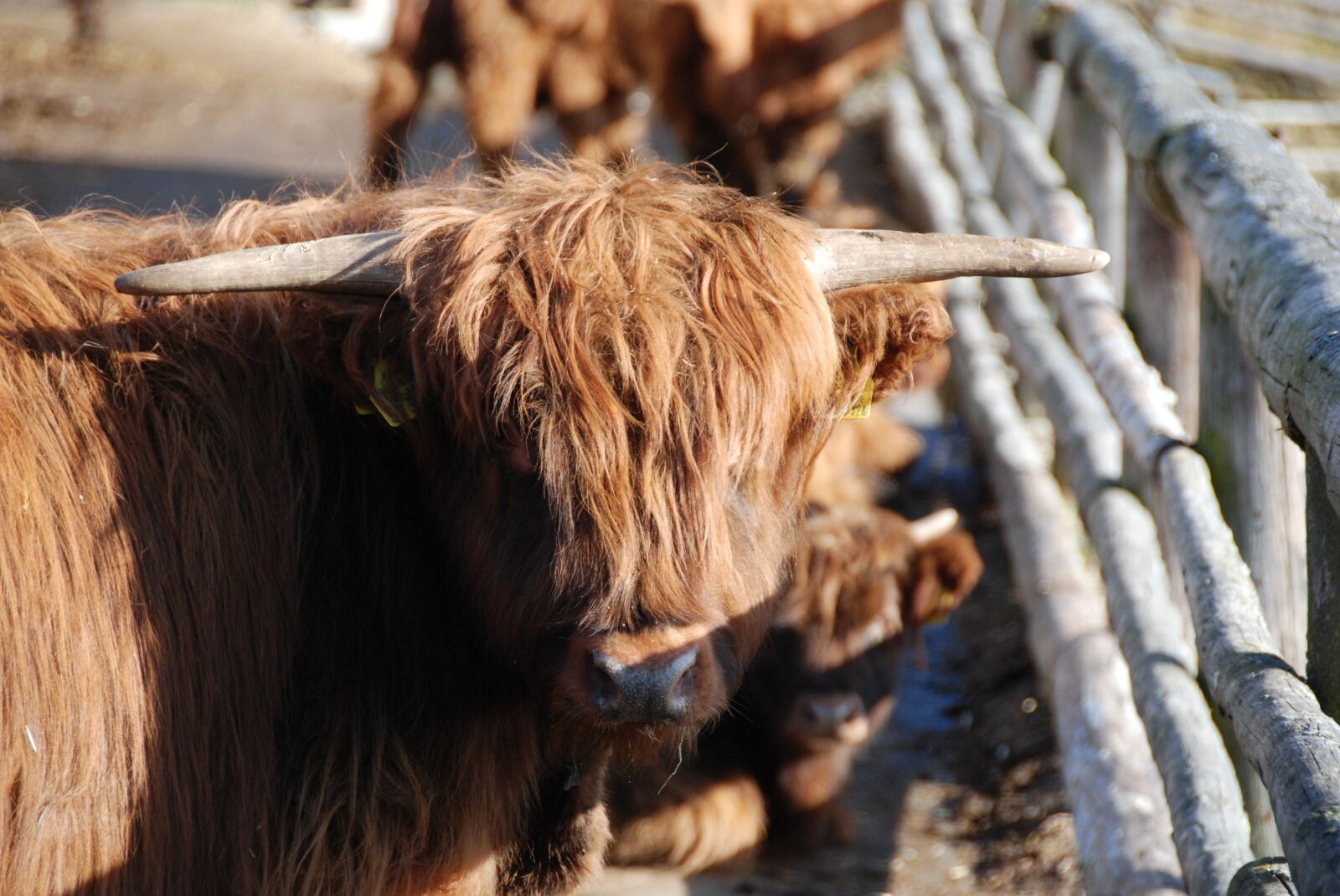 Nikon D80 sample photo. Highland beef, beef, cow photography