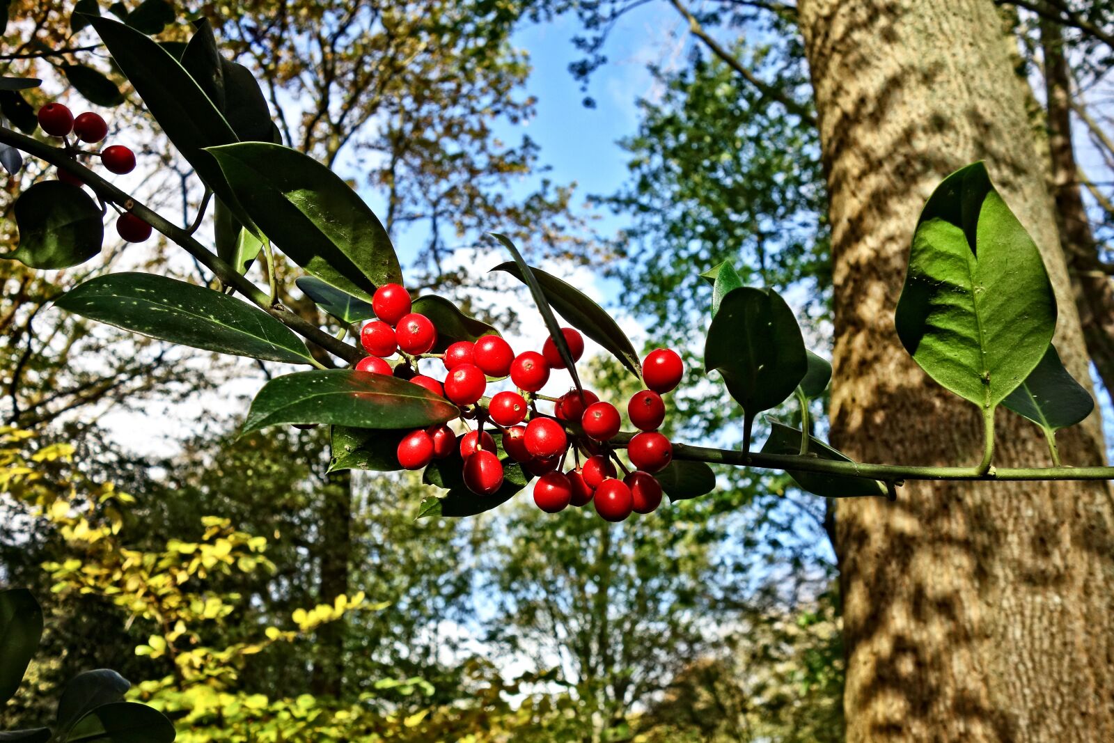 Sony Cyber-shot DSC-RX100 sample photo. Red berries, berry, branch photography