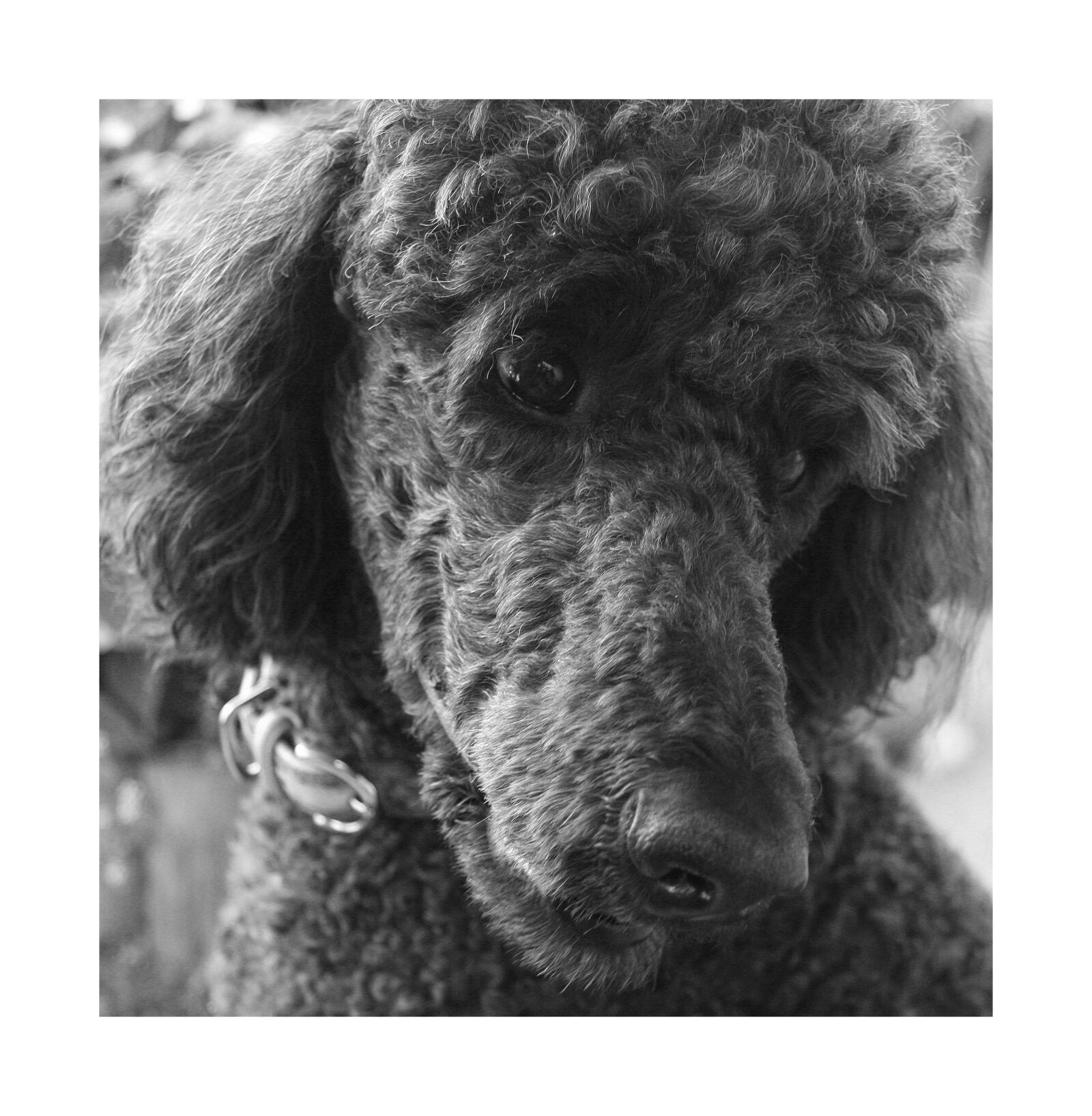 Canon EOS 40D sample photo. Poodle, dog, portrait photography