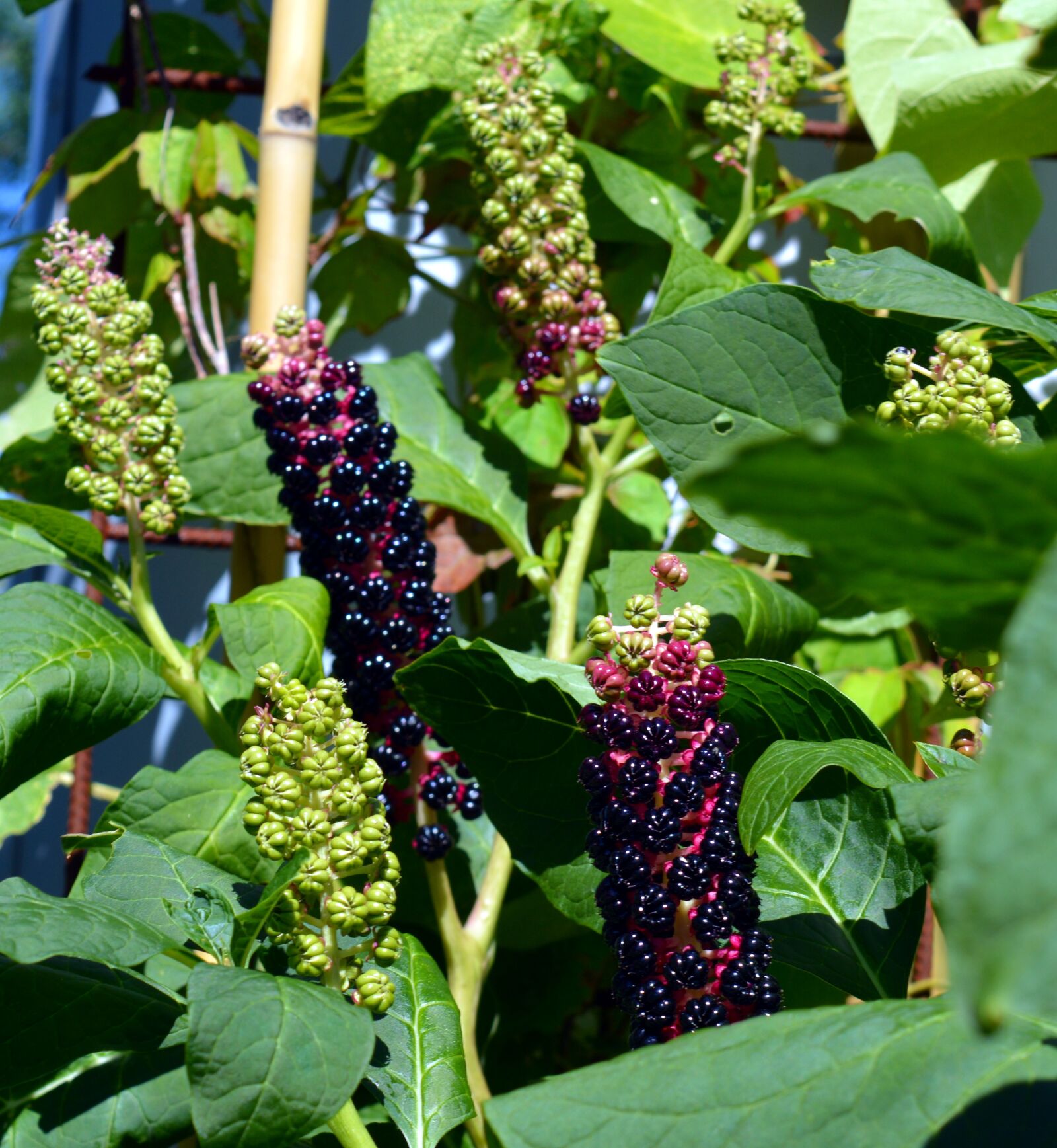 Nikon D3200 sample photo. Pokeweed, phytolacca, kermesbeerengewächs photography