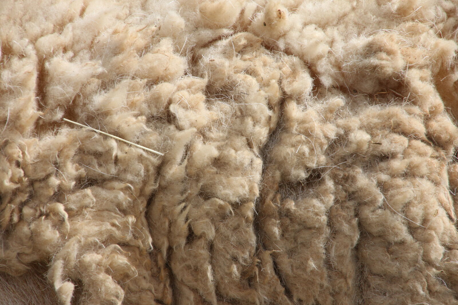 Canon EOS 7D Mark II sample photo. Dirty, produce, sheep, soft photography