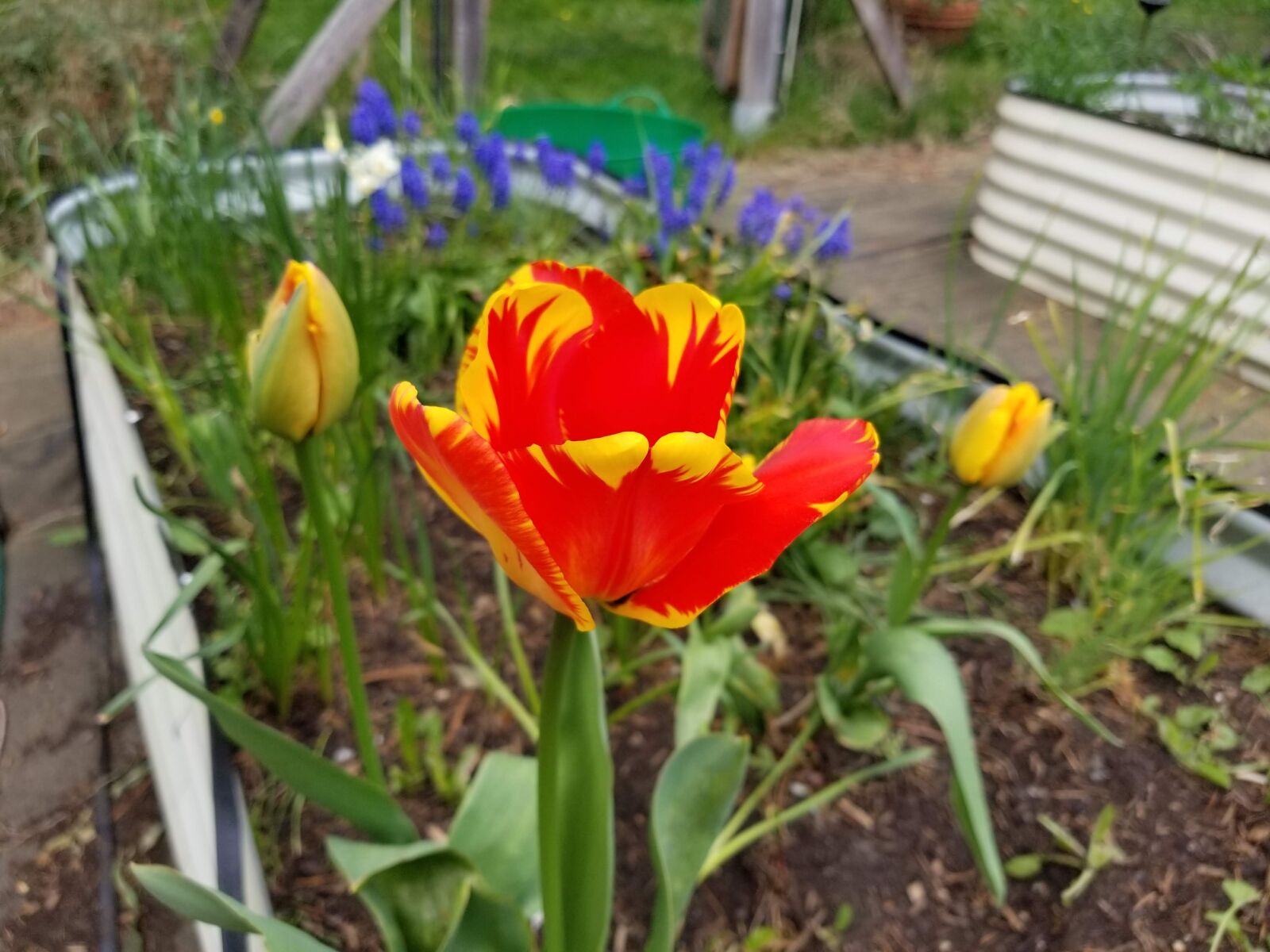 Samsung Galaxy S8 sample photo. Tulip, red, yellow photography