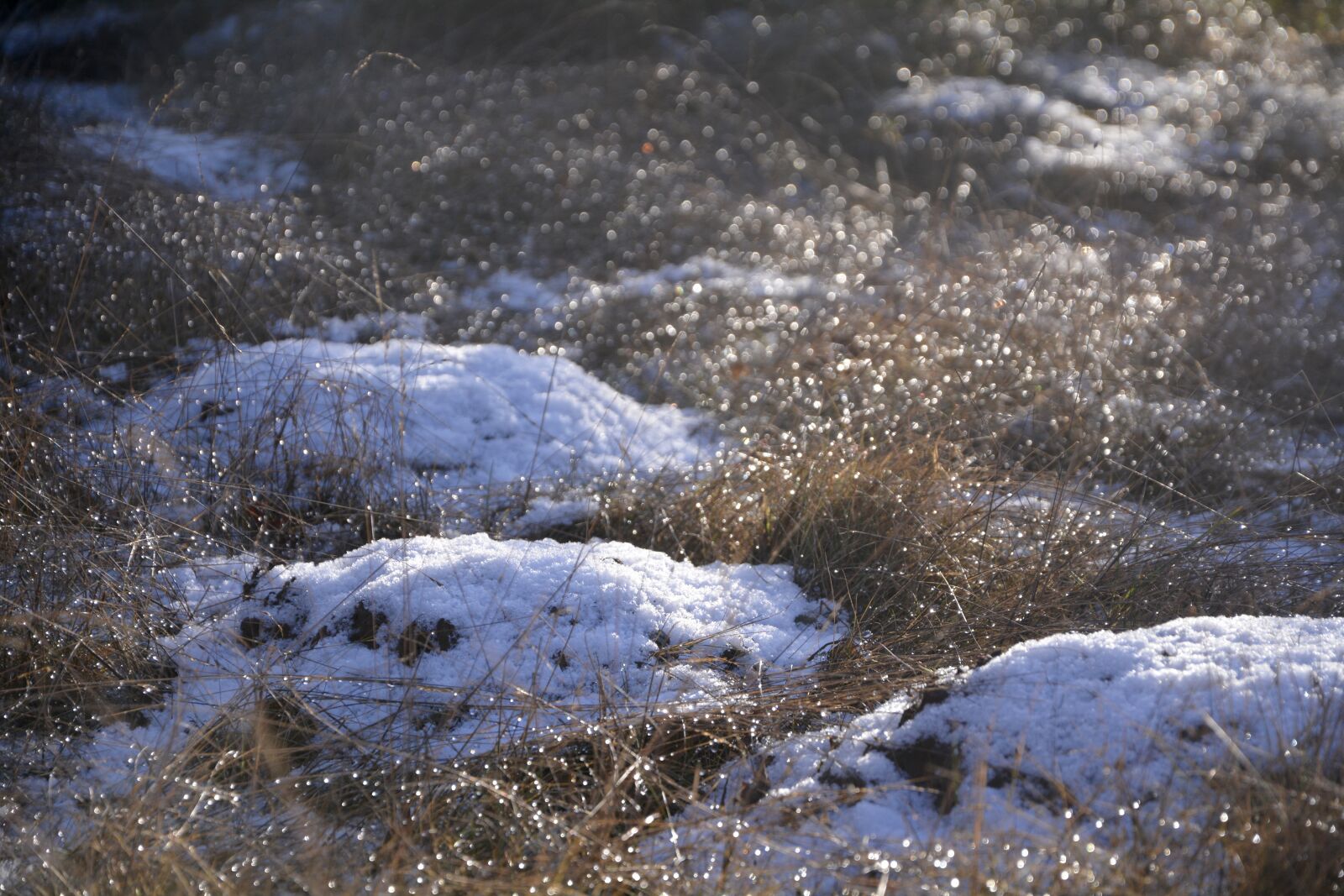 Nikon D7100 sample photo. Grass, nature, ice photography