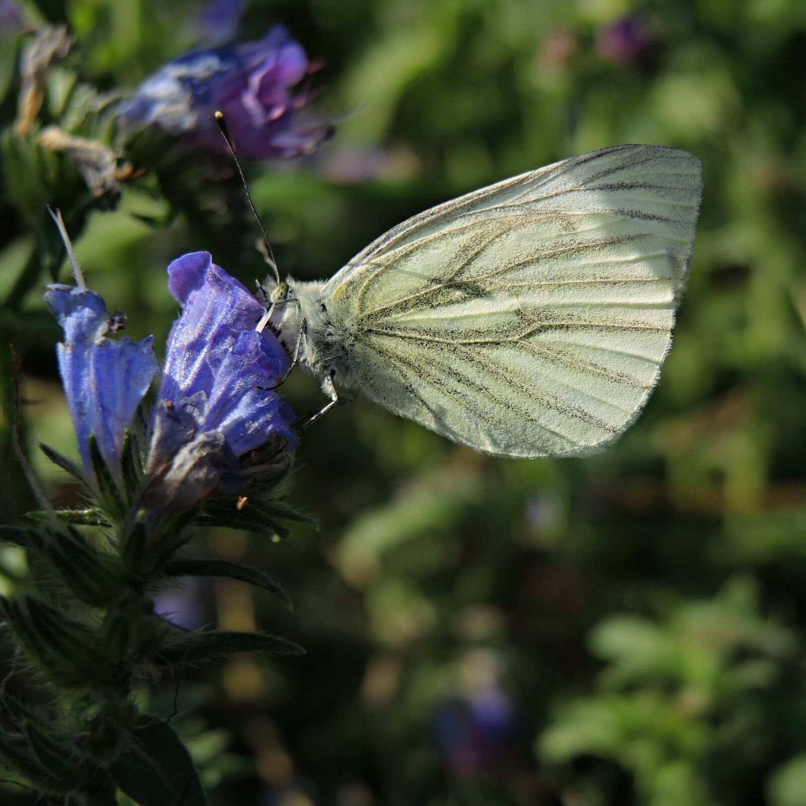 Nikon Coolpix P7800 sample photo. Butterfly, cabbage white, flower photography