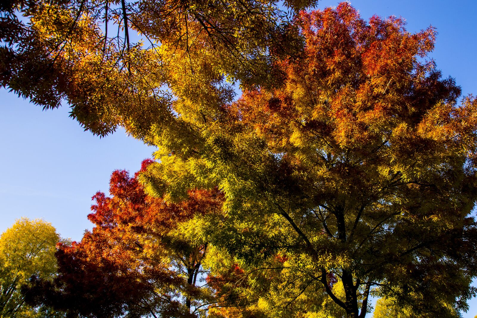 Canon EOS 6D + Canon EF 24-105mm F4L IS USM sample photo. Autumn, trees, colors photography