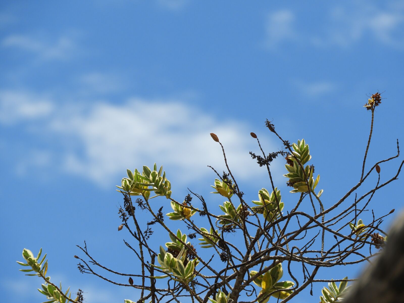 Nikon Coolpix B700 sample photo. Sky, leaves, flowers photography