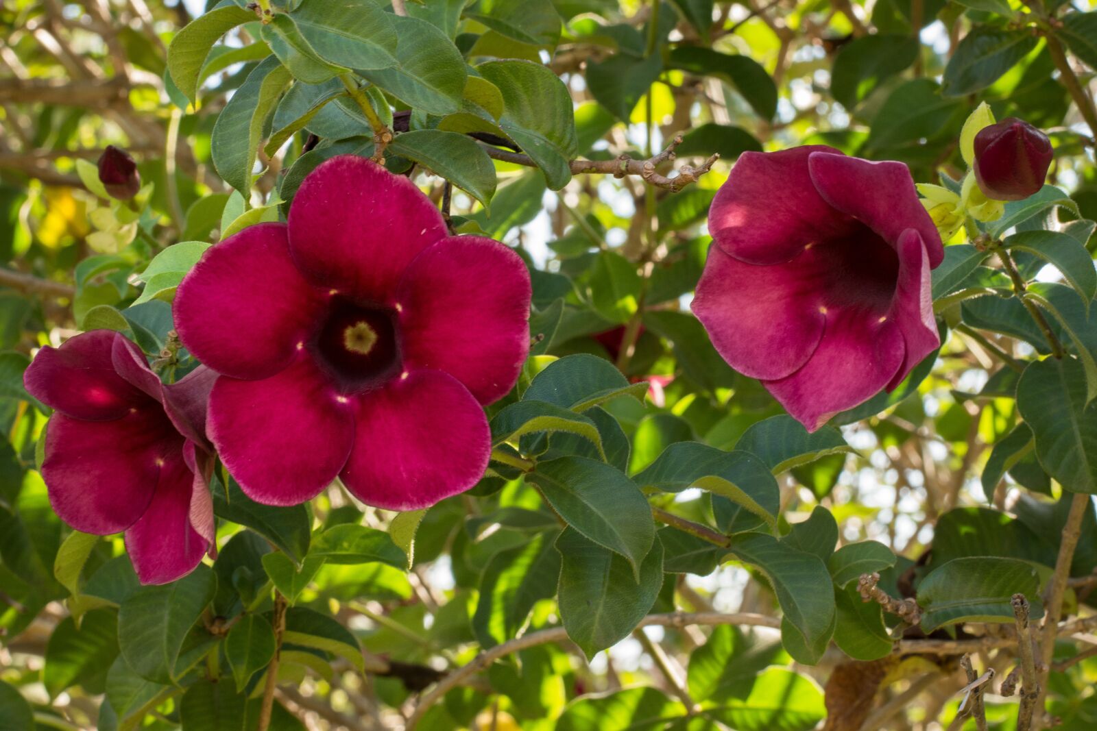Nikon D7200 sample photo. Flowers, glass of wine photography