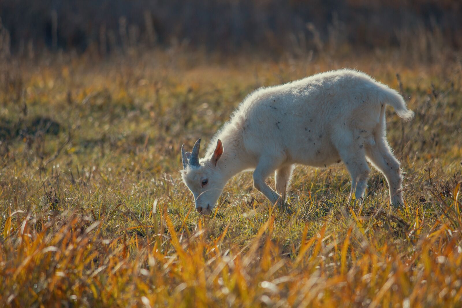 Canon EOS 550D (EOS Rebel T2i / EOS Kiss X4) + Canon EF-S 55-250mm F4-5.6 IS II sample photo. Goat, kid, animal photography