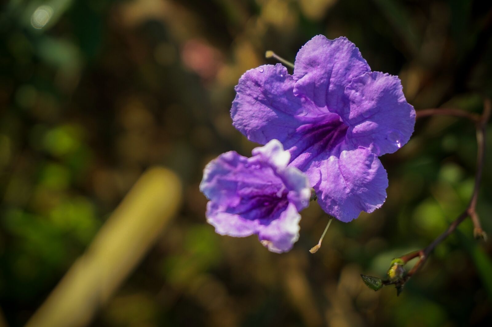 Sony Alpha a5000 (ILCE 5000) sample photo. Nature, flower, purple photography