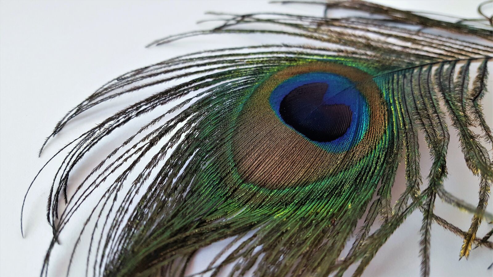 Samsung Galaxy S6 sample photo. Feather, feathers, peacock photography