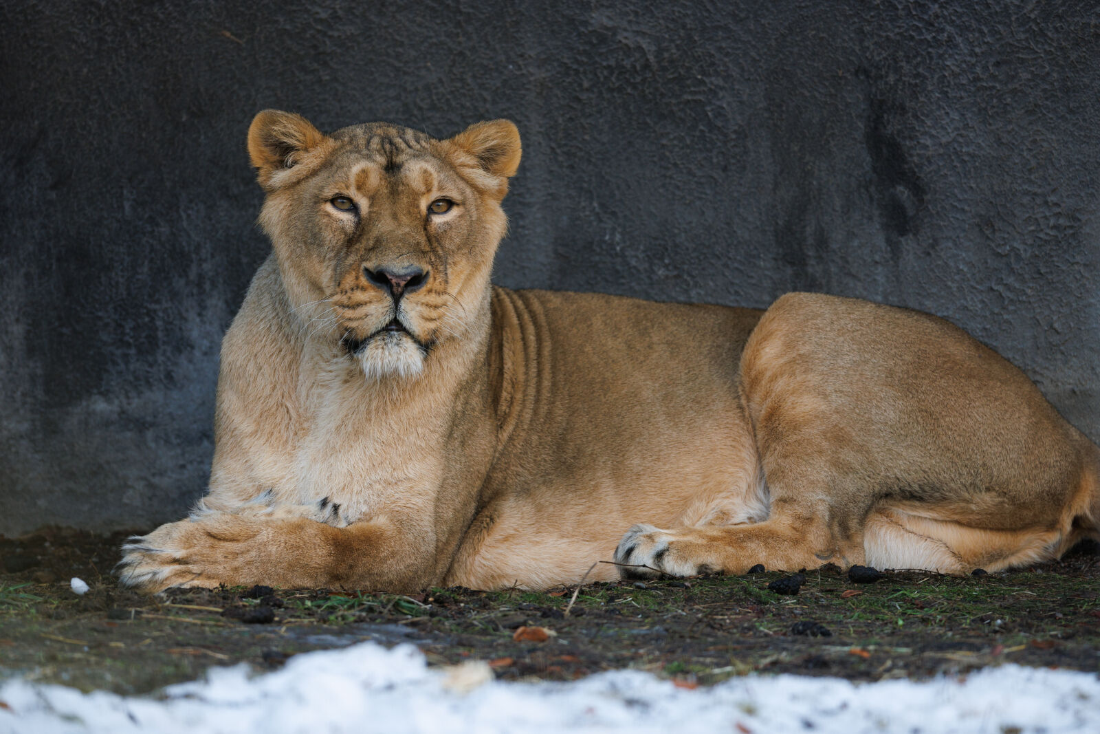 Canon RF 400mm F2.8L IS USM sample photo. A lion photography