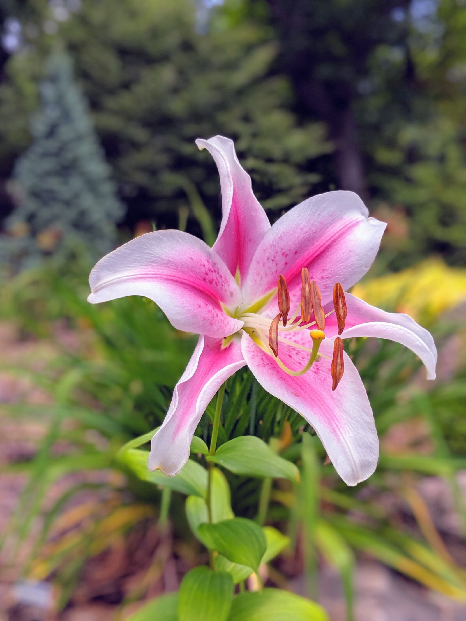 Google Pixel 2 XL sample photo. Bloom, nature, blossom photography