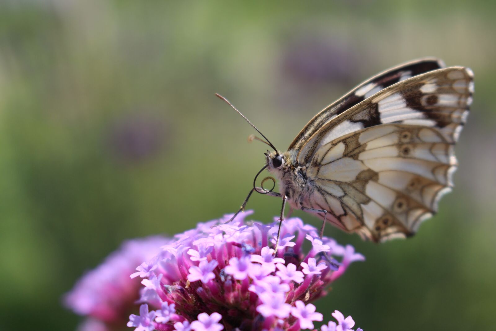 Canon EOS 700D (EOS Rebel T5i / EOS Kiss X7i) sample photo. Butterfly, flower, nature photography
